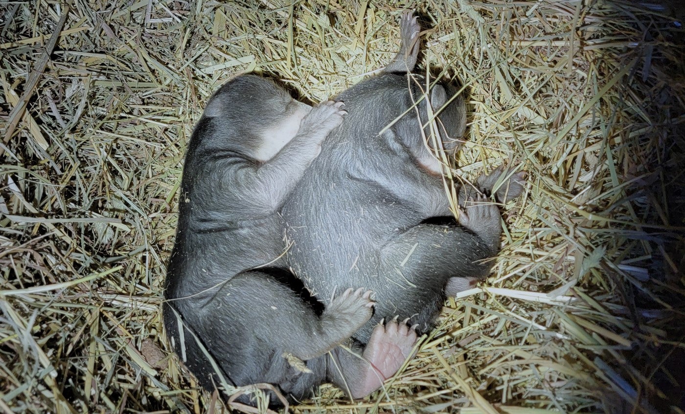 Two 3 week old Andean bear cubs sleep on some hay. One cub "spoons" its sibling.