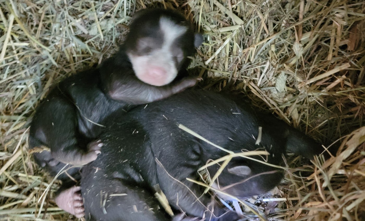 Two 3-week-old Andean bear cubs lay in some hay. One appears to be looking towards the camera, but its eyes are still closed. 