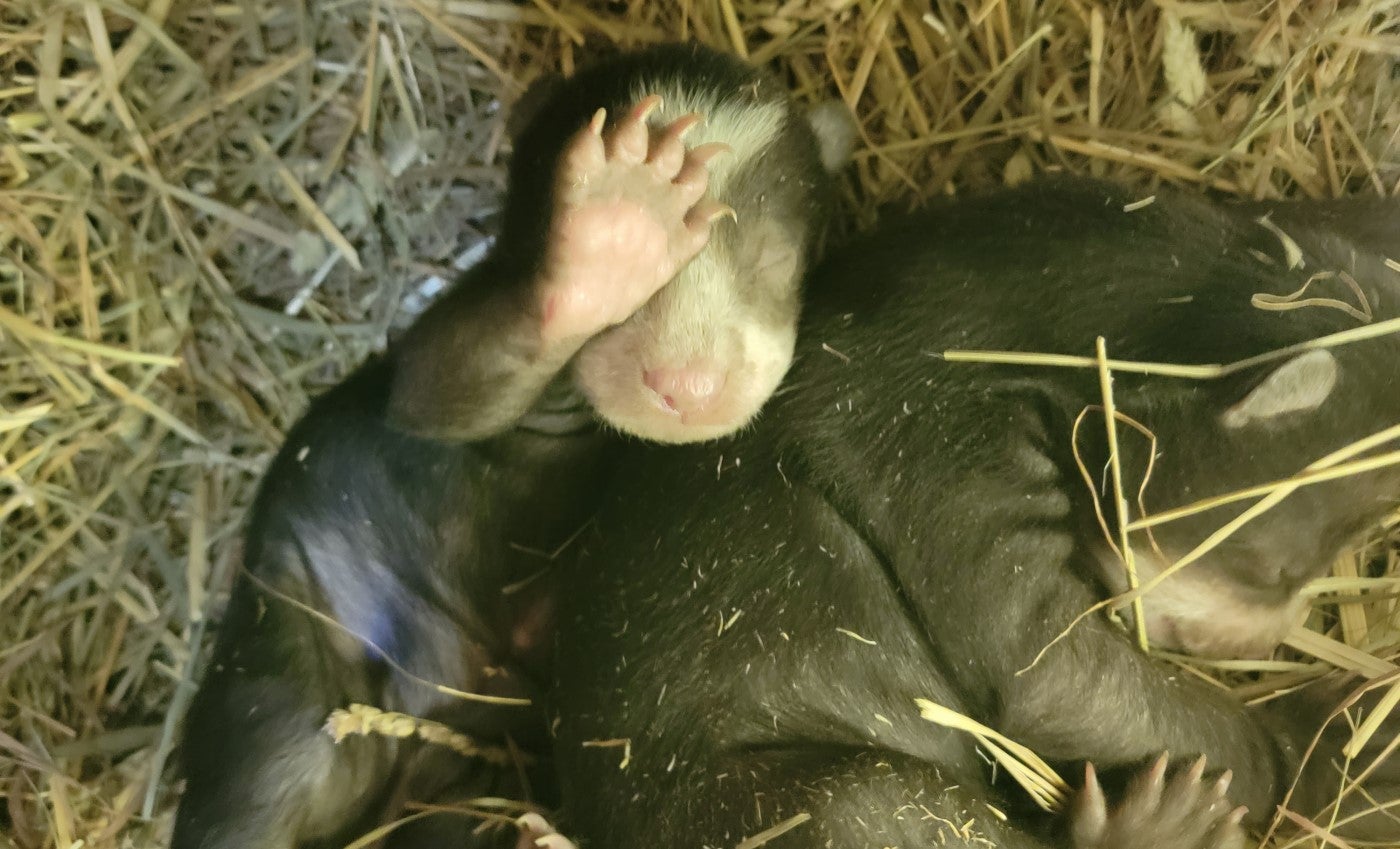 A 3-week-old Andean bear cub lays partially on it's side, appearing to look toward the camera with it's still closed eyes. It has one paw raised above it's face. Next to it, its sibling appears to be sleeping on its side with its face buried in the hay.