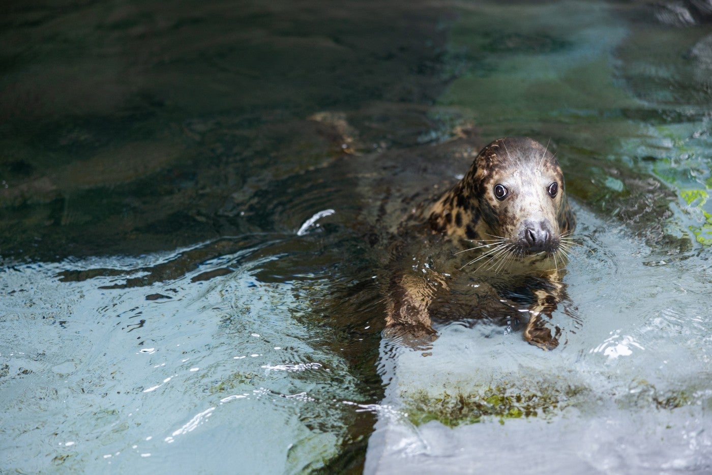 Gray seal Jo-Jo in a pool
