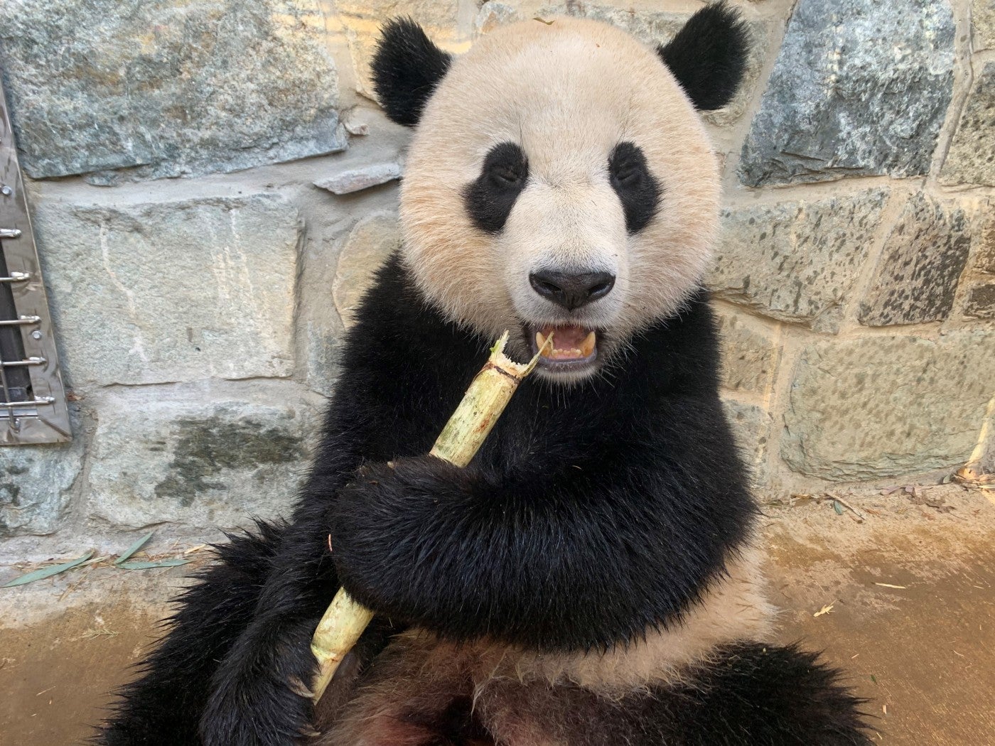 Giant panda Xiao Qi Ji snacks on a piece of sugar cane outside the Panda House Dec. 8, 2022.