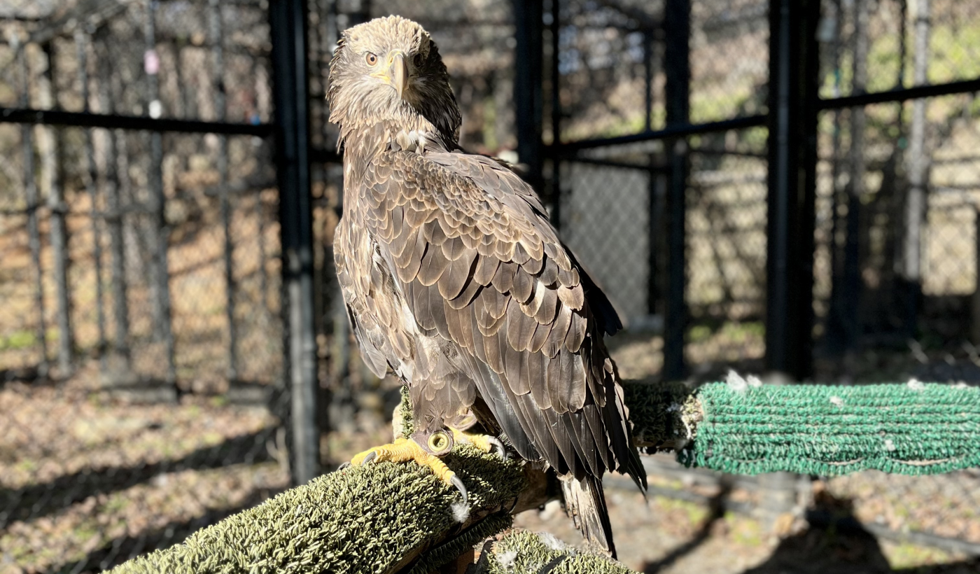 New at the Zoo: Bald Eagle Acadia | Smithsonian's National Zoo and