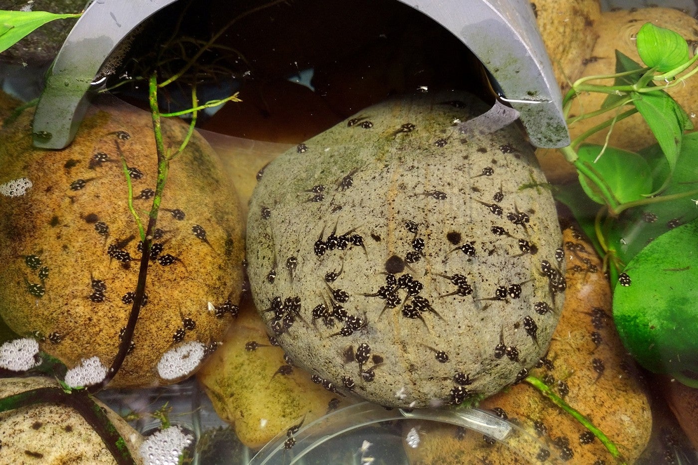 Panamanian golden frog tadpoles eat algae and diatoms off the rocks in their enclosure.