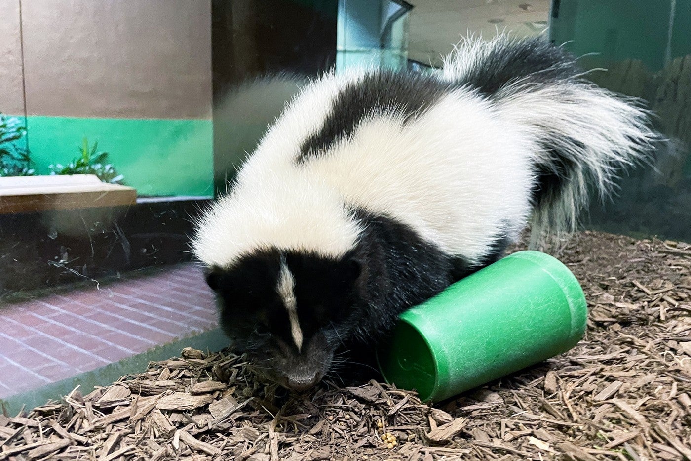 Striped skunk  Smithsonian's National Zoo and Conservation Biology  Institute