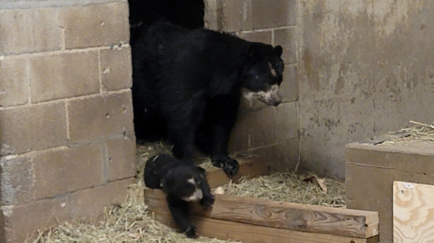 Mother Andean bear Brienne enters into a indoor den from a doorway cut into a brick wall. One of her almost 3-month-old cubs is walking beside her. There is hay on the floor of the room they are walking into.