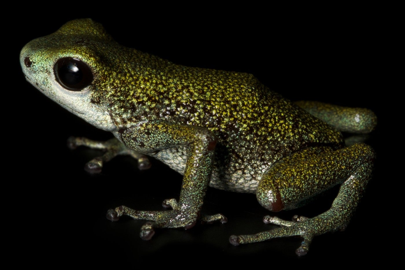 Vicente's poison frog on a black background