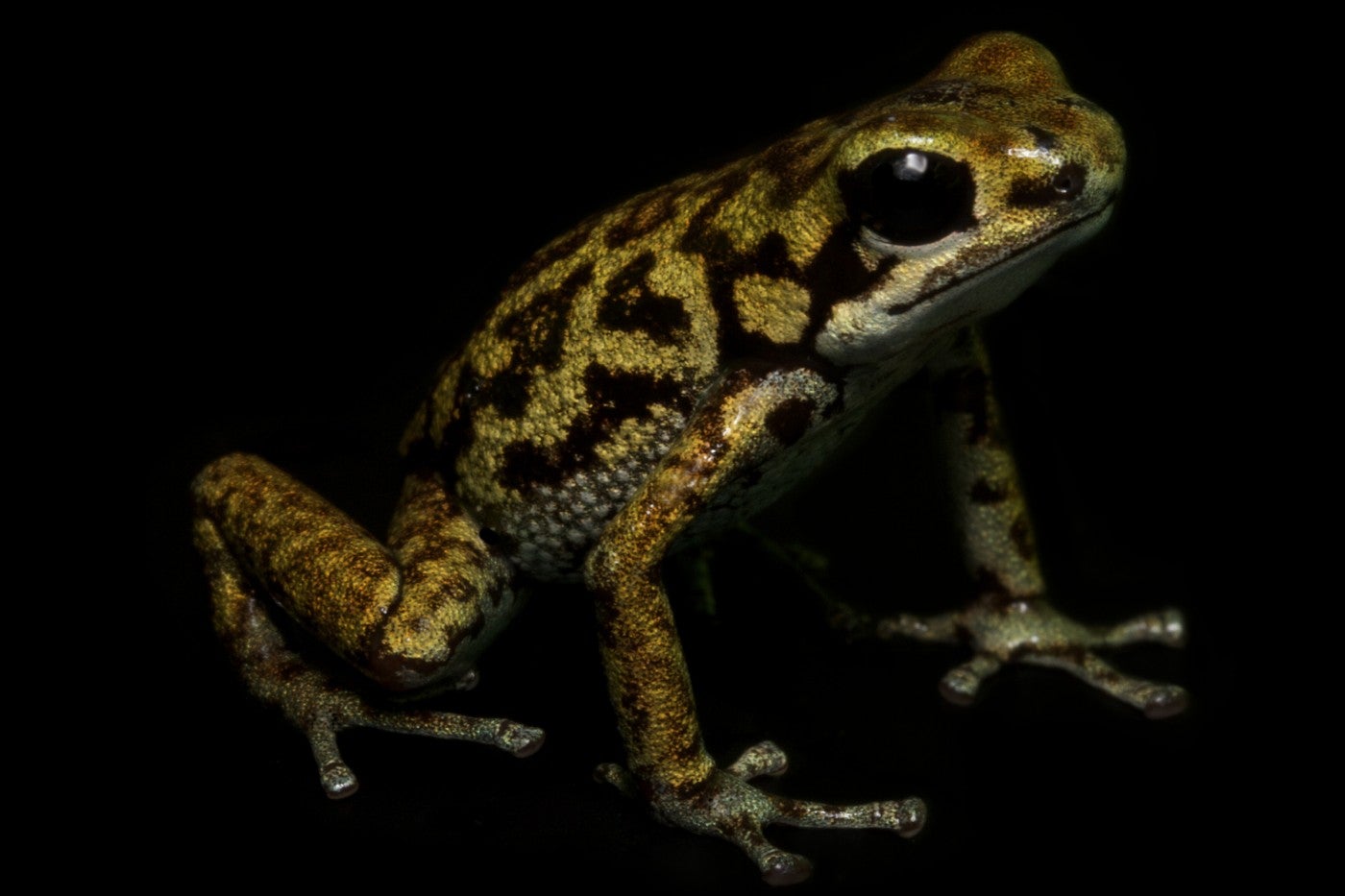 Vicente's poison dart frog on a black background. 