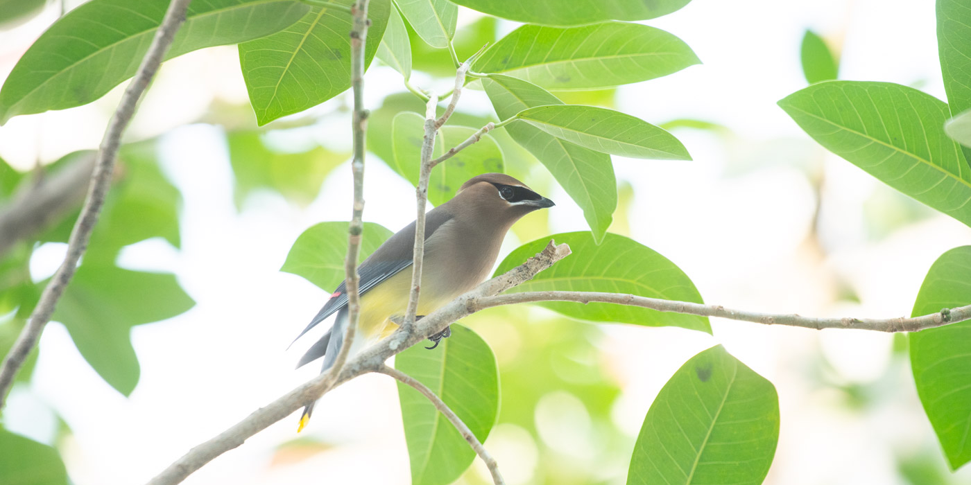Some birds, like the cedar waxwing, sleep during the hottest parts of the day.