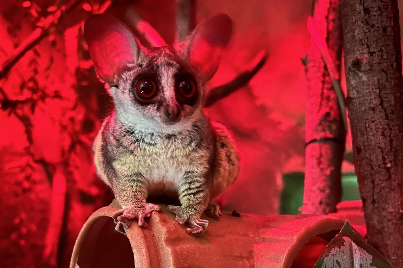 A southern lesser galago sits atop a faux log illuminated in red light. 