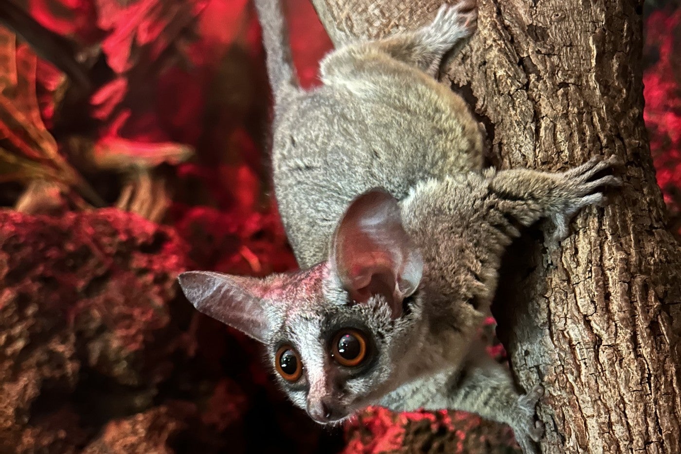 A southern lesser galago clings to the trunk of a tree. Its head is toward the bottom of the tree, and it is holding its head up and looking out to the viewer's left.