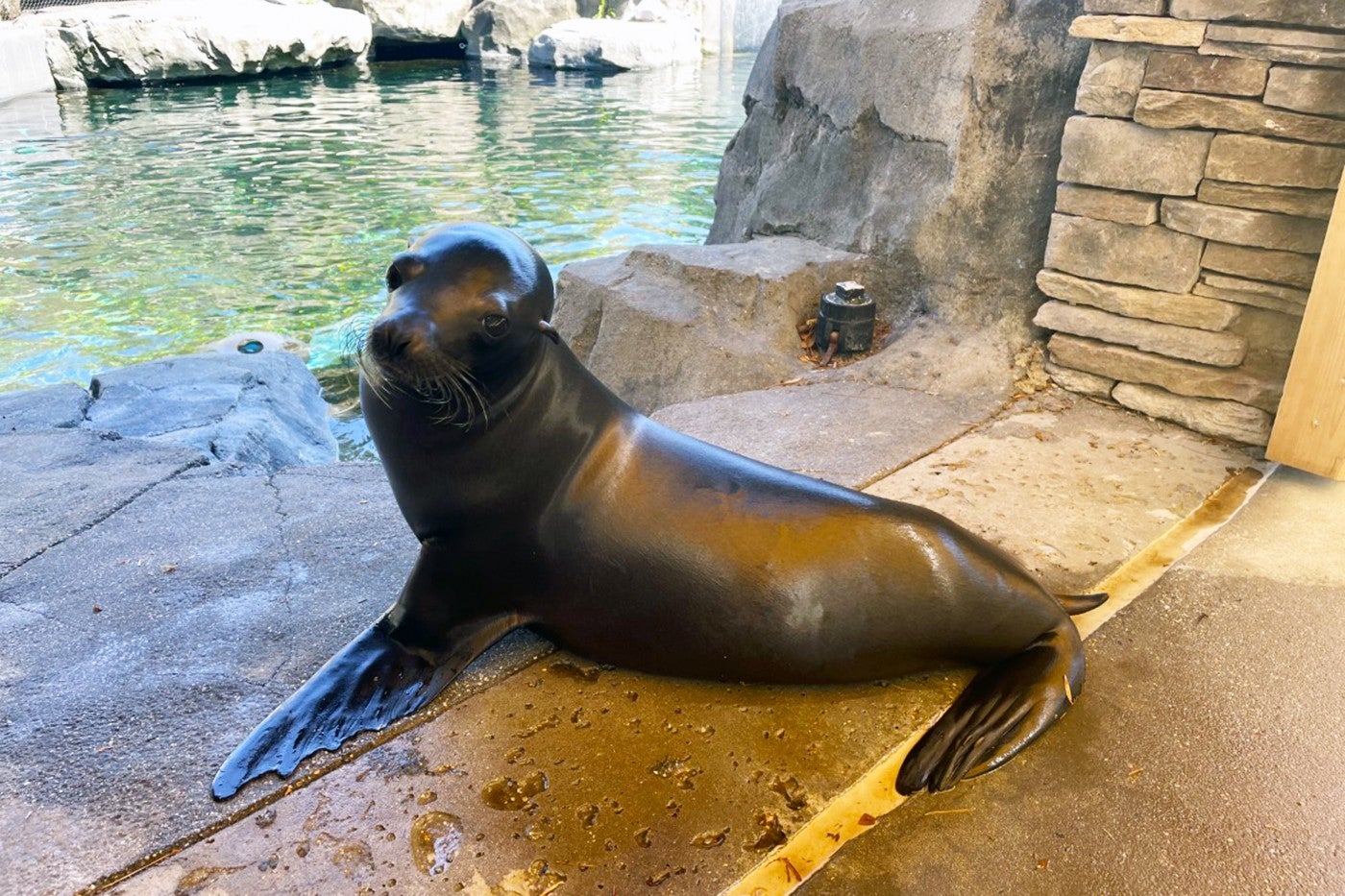 Sea lion Ronin heads toward the pool at the American Trail exhibit