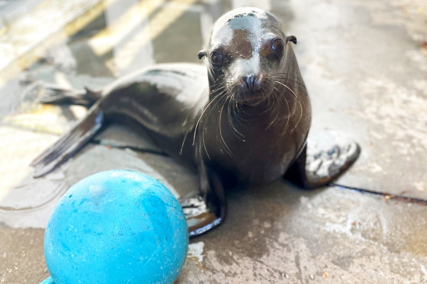 Sea lion Ronin stands next to a blue jolly ball.