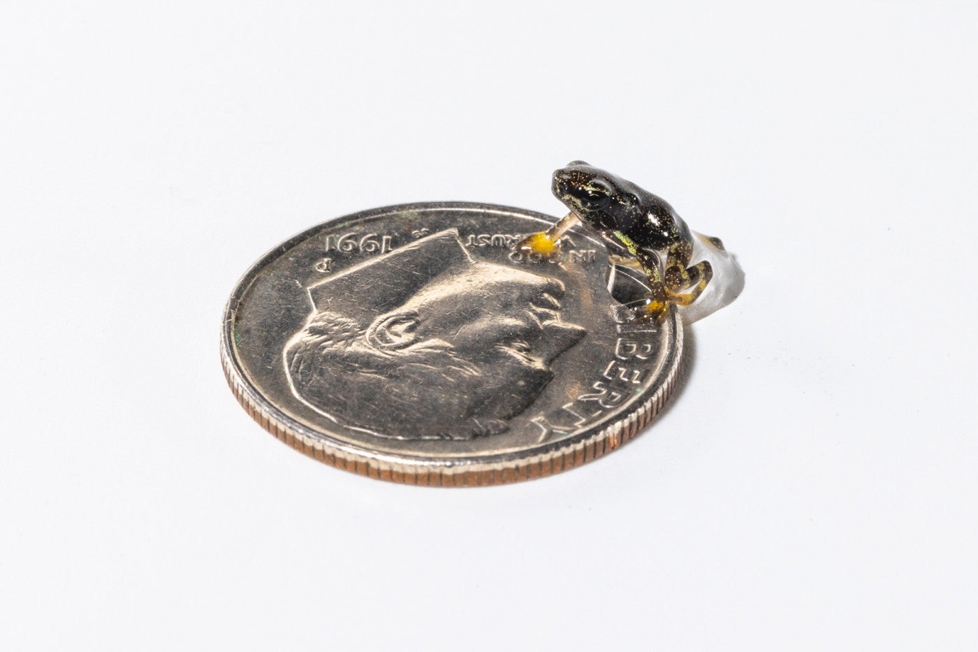 A Panamanian golden frog toadlet stands on top of a dime. 