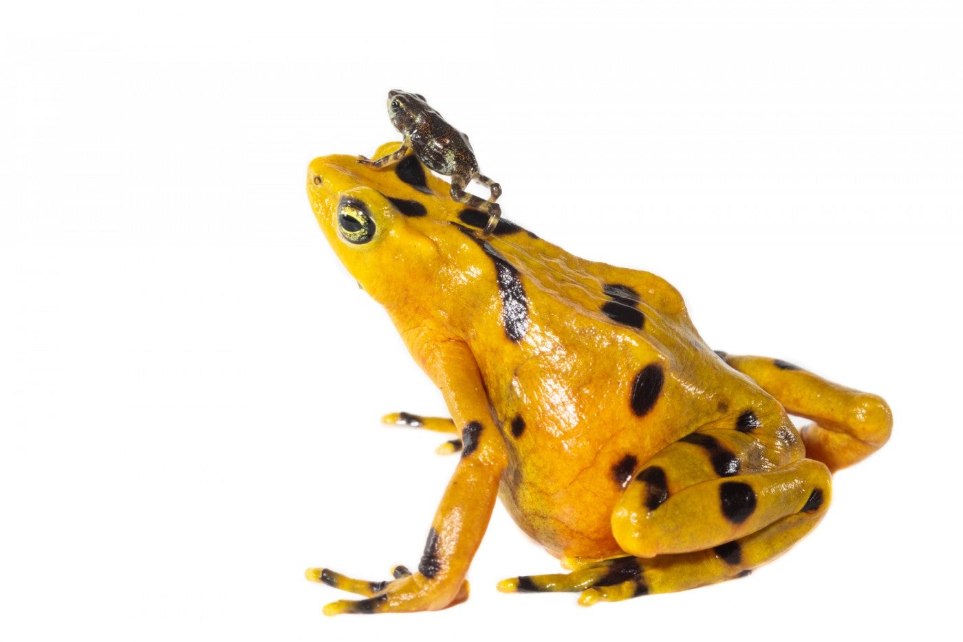 A tiny gray Panamanian golden frog rests atop the head of a larger yellow Panamanian golden frog.