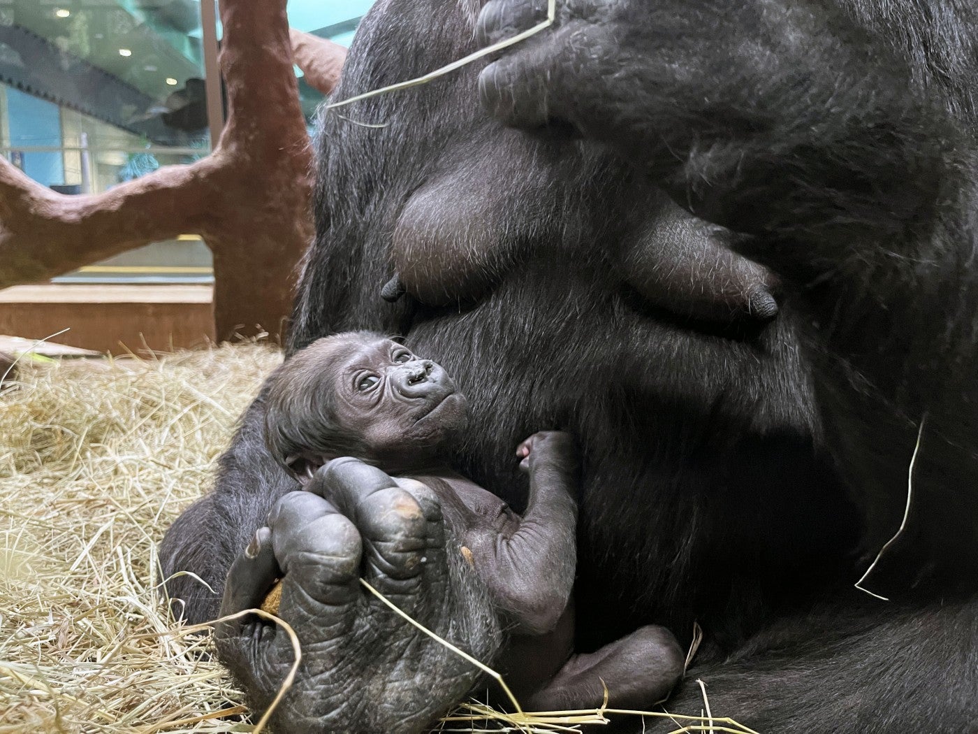 Western lowland gorilla Calaya cradles Zahra as she eats primate chow. 
