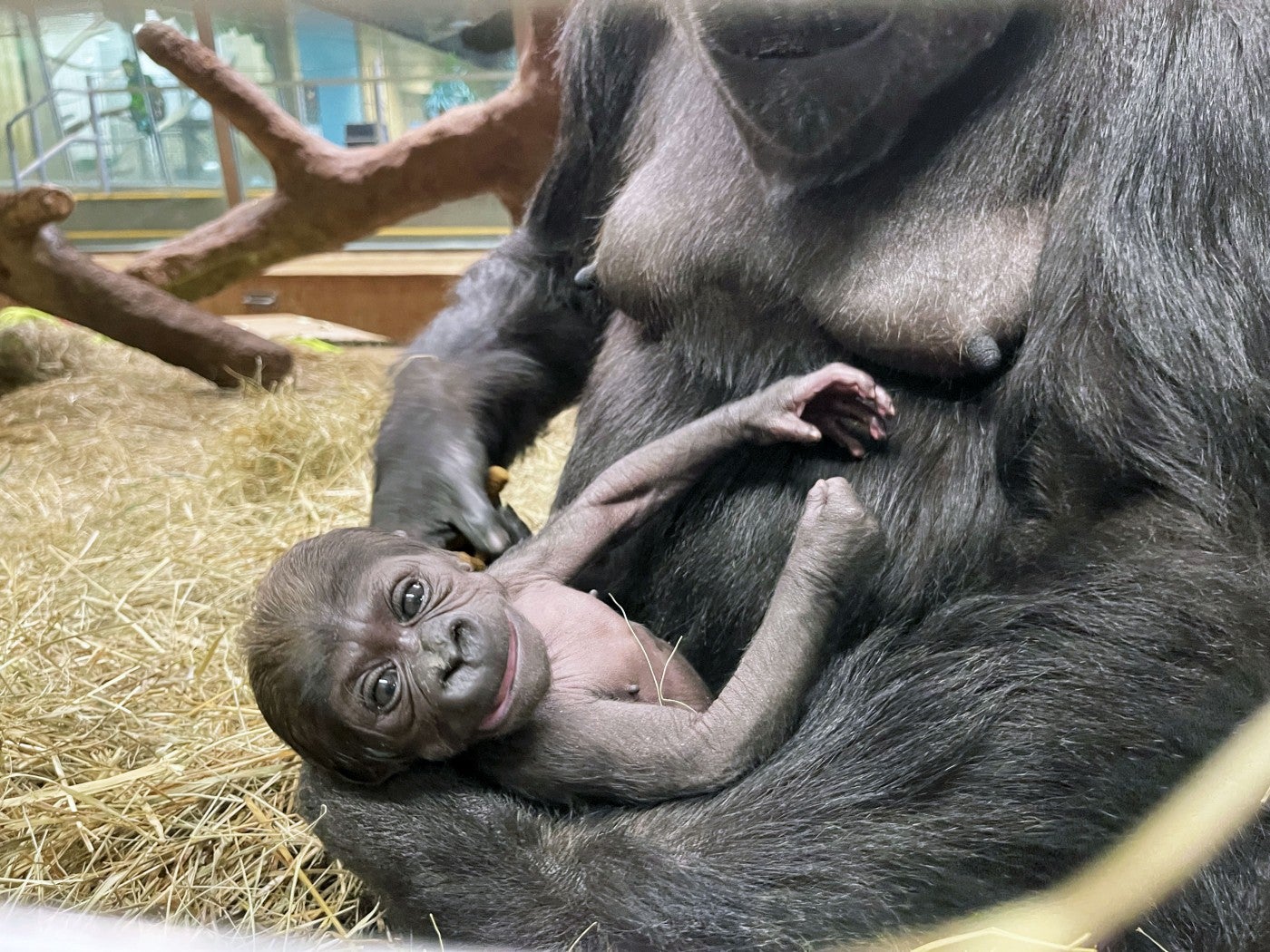 Western lowland gorilla Zahra turns toward the viewer while Calaya cradles her in her left hand.