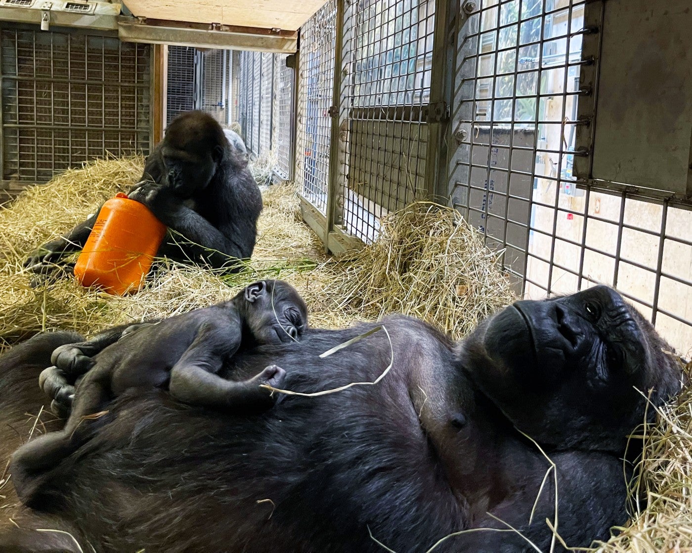 Gorilla mother Calaya rests in a nest of hay holding her daughter, Zahra. Her son Moke sits in a nearby nest, playing with an orange enrichment item. 
