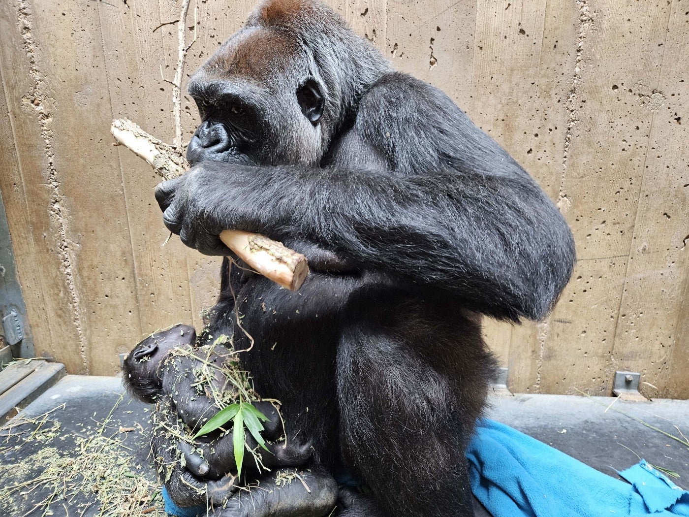 Western lowland gorilla Calaya eats while holding her daughter, Zahra. What doesn't end up in Calaya's mouth ends up all over Zahra!