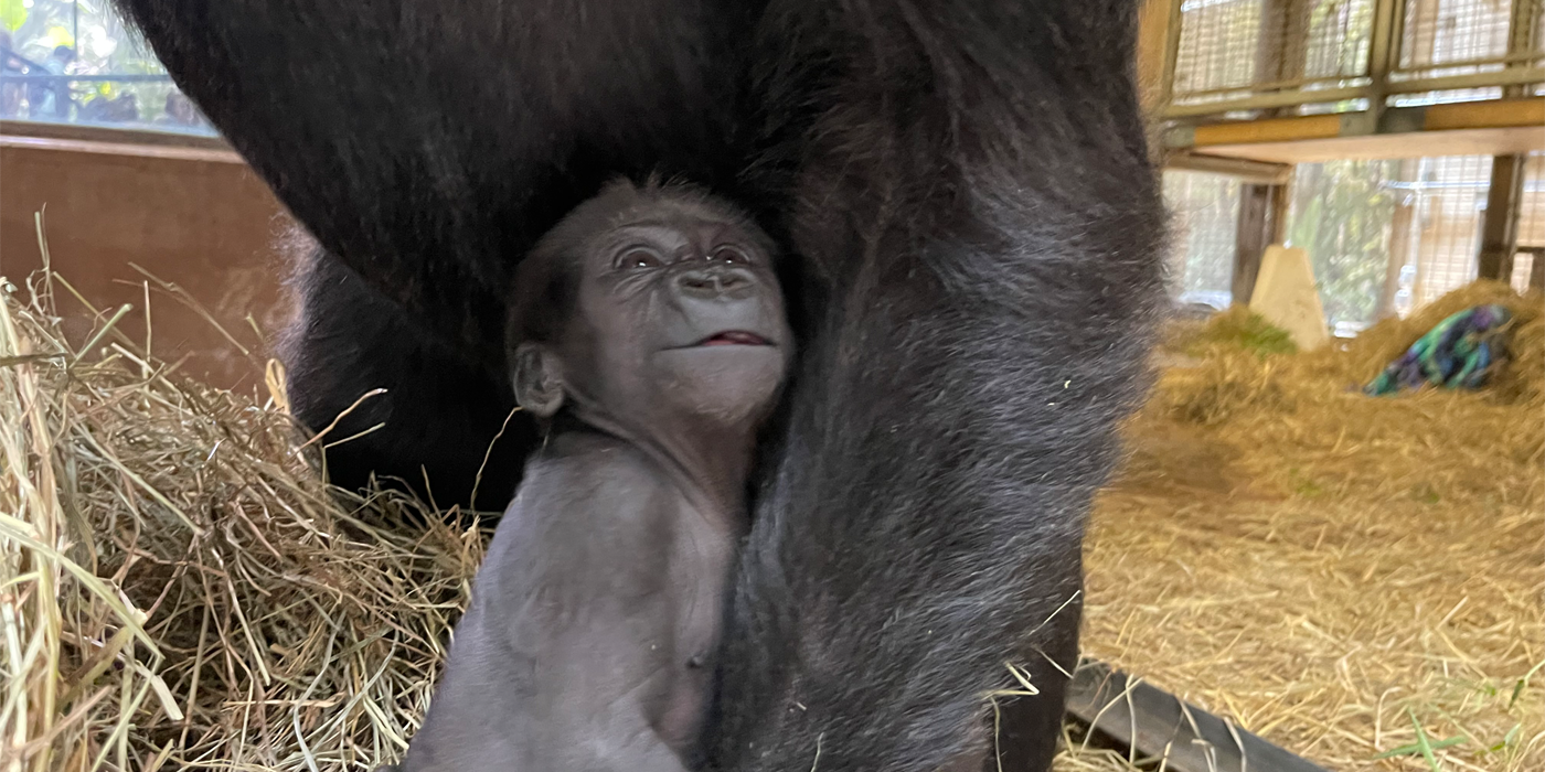 Baby gorilla Zahra looks up at her mother while wrapping her tiny arms around her mother's wrist.