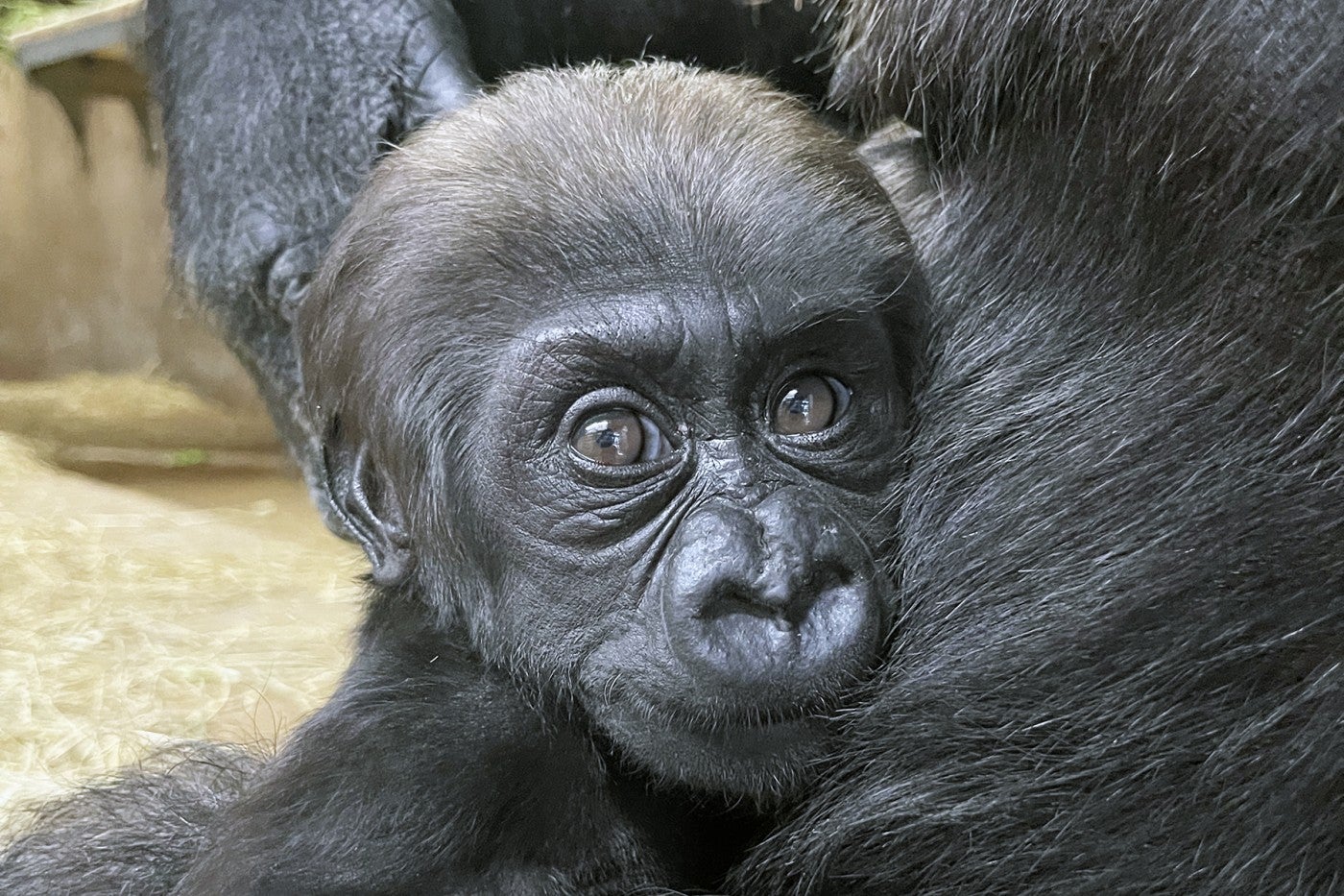 Western lowland gorilla Zahra. 