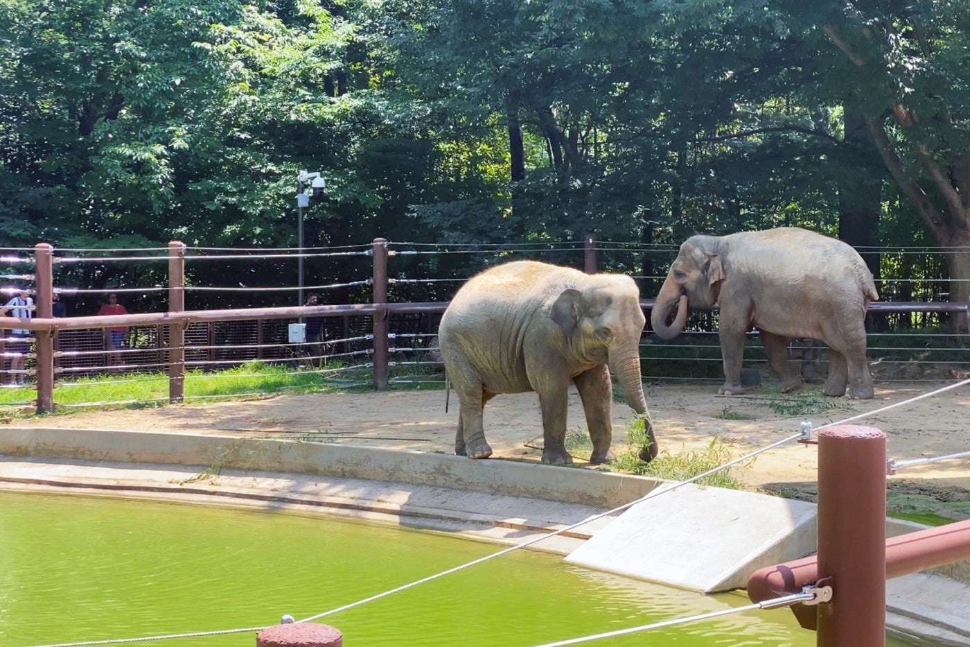 Asian elephants Trong Nhi (background) and Nhi Linh (foreground) explore outdoor habitat 1 at the Elephant Trails exhibit.