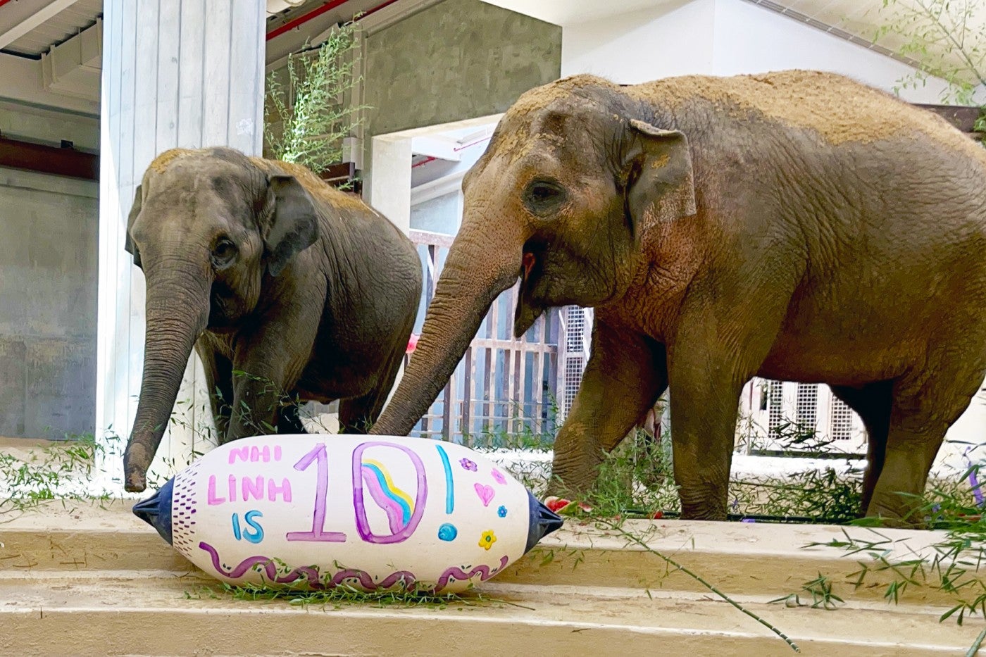 Asian elephants Nhi Linh (left) and Trong Nhi celebrate Nhi Linh's 10th birthday. Keepers decorated Nhi Linh's favorite toy: a buoy! 