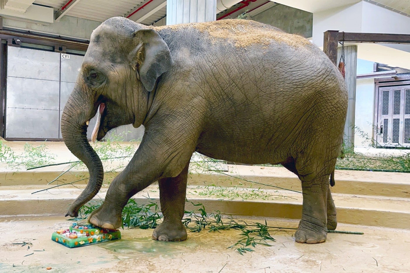 Asian elephant Nhi Linh stomps on her birthday cake made of fruits, vegetables and frozen water. 