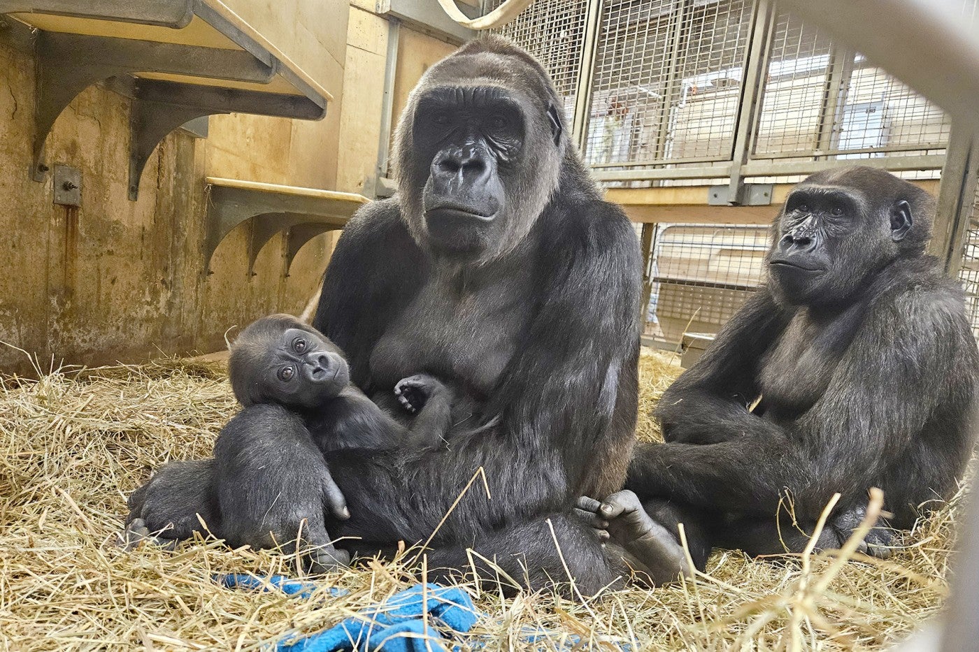 Western lowland gorillas Zahra, Calaya and Moke in their indoor habitat at Great Ape House. 