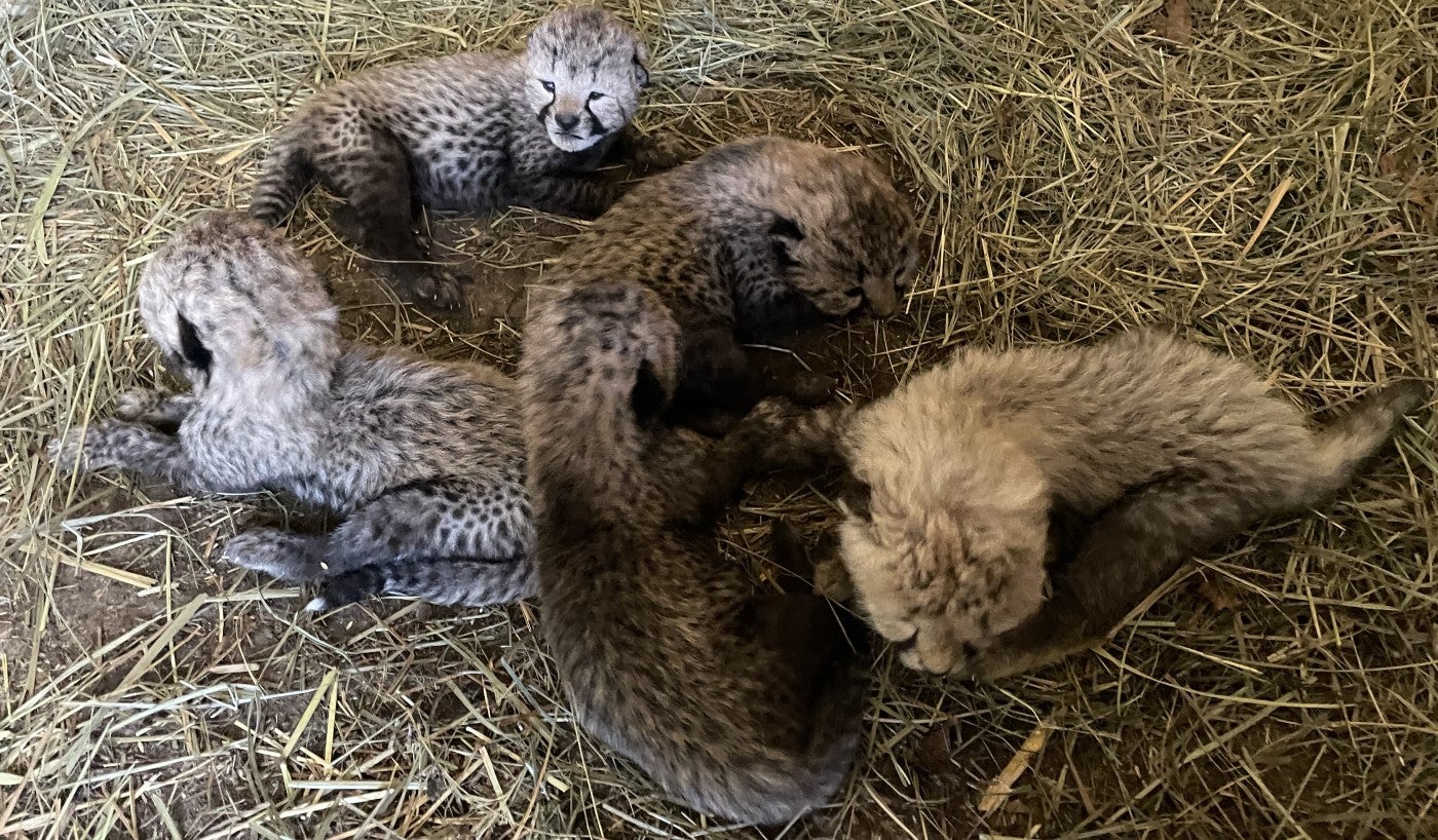 Five cheetah cubs lay in a small pile on hay. The cub on the far right is a little bigger and lighter in color.