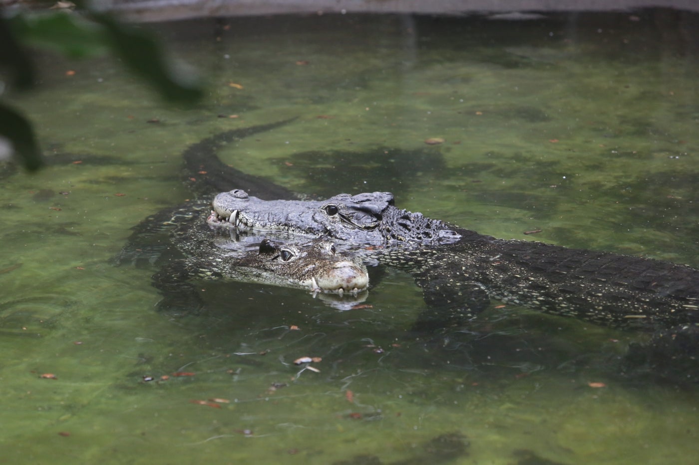 Cuban Crocodiles in the water
