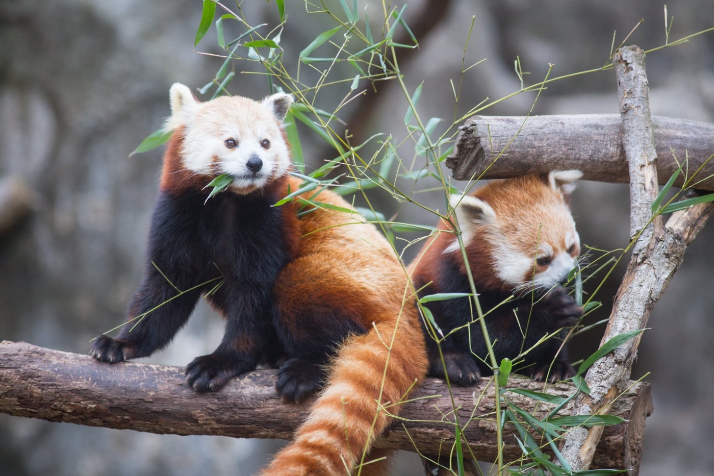50+ Kawaii Names for Stuffed Panda Plushies | Names for Plushies –  Goodlifebean