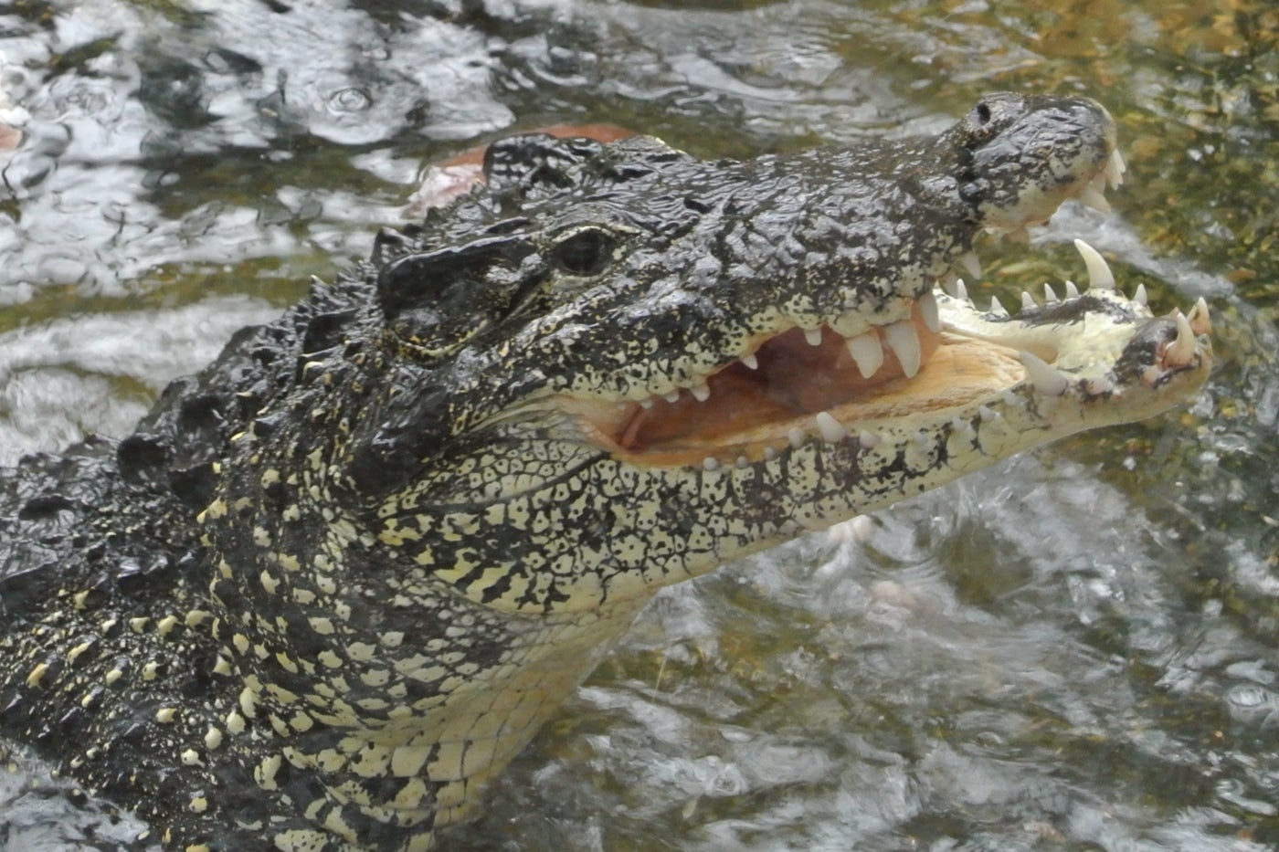 Cuban Crocodile Dorothy