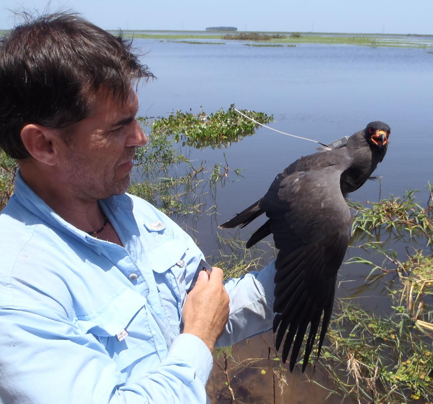 A Smithsonian Migratory Bird Center postdoctoral fellow gets ready to release a bird, called a snail kite, that is wearing a satellite tracking device.