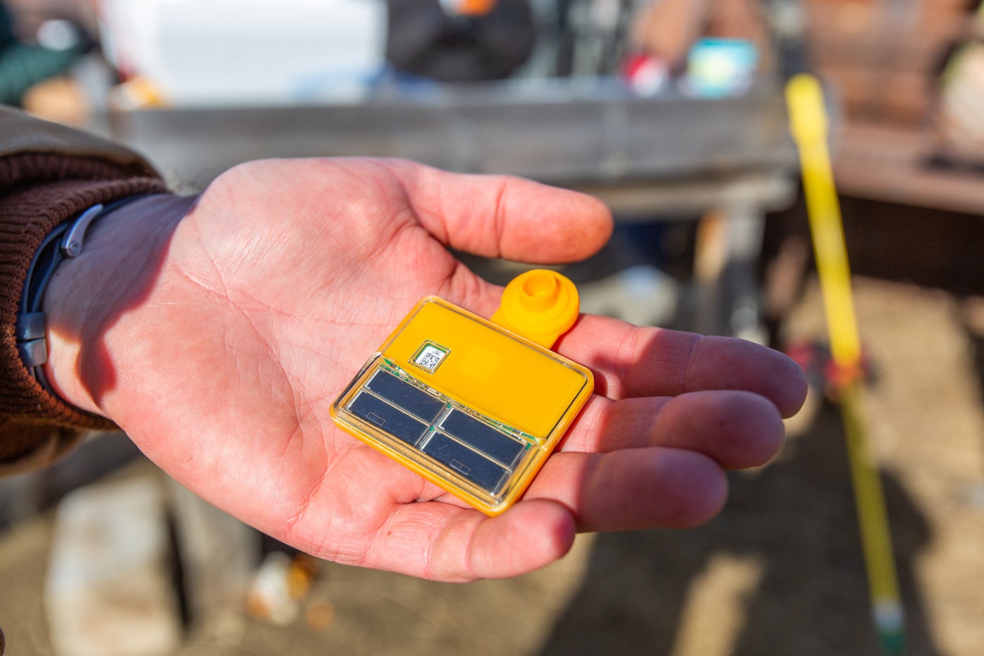 A solar-powered GPS tag that fits in the palm of a researcher's hand and can be attached to the ear of cattle or bison to track their movement.