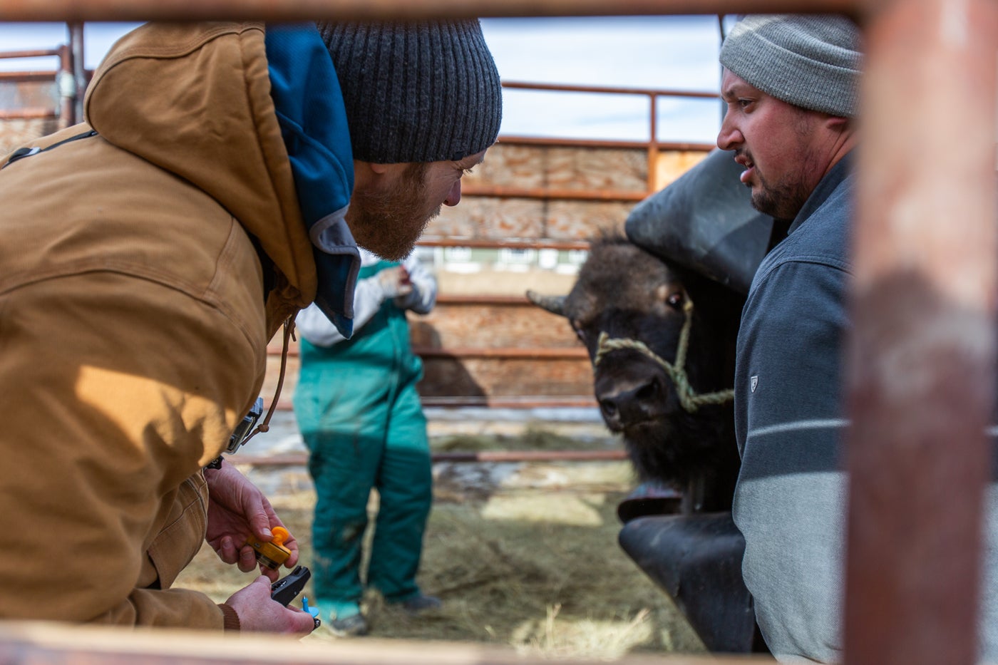 Two researchers discuss whether the bison that can be seen in the background will receive a solar GPS ear tag. The bison is standing in the hydraulic squeeze looking toward the researchers.