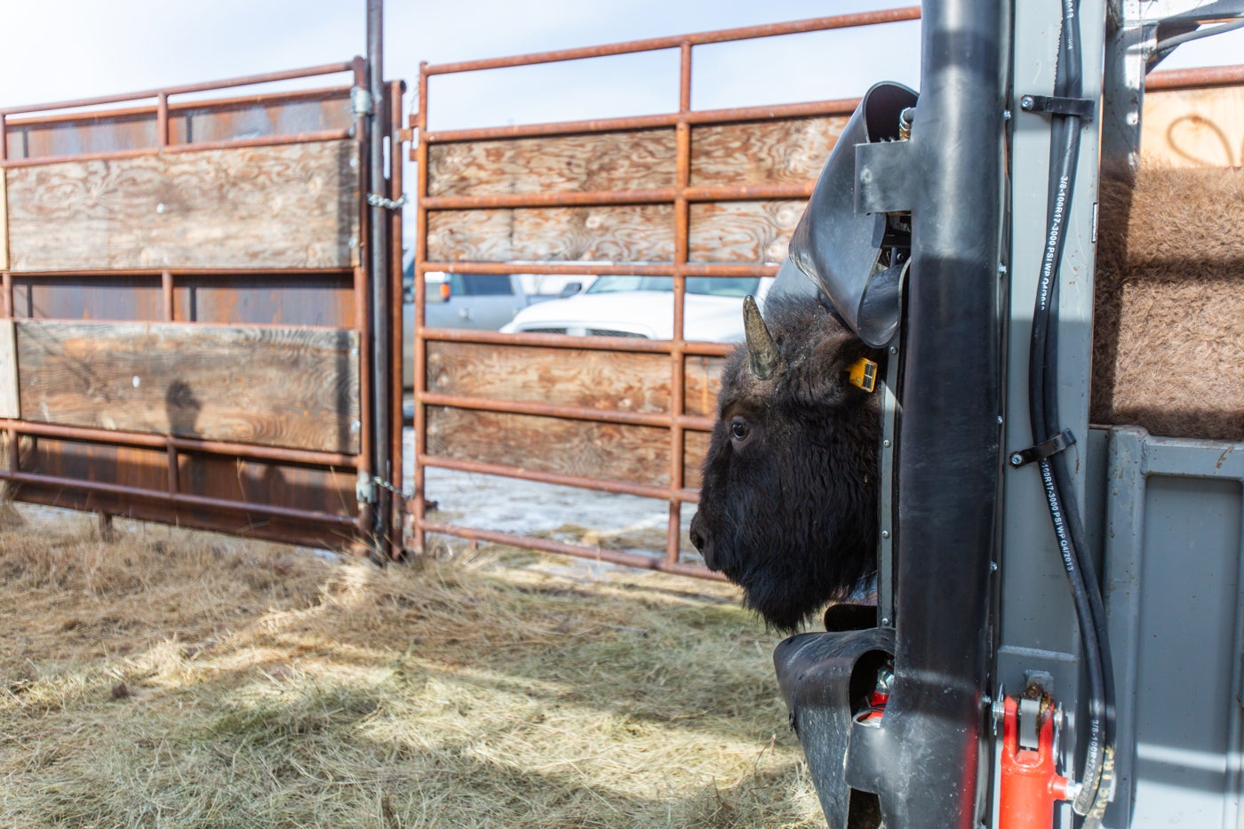 A bison stands in the hydraulic squeeze with a solar GPS tag attached to its left ear, just a few moments before it was released.