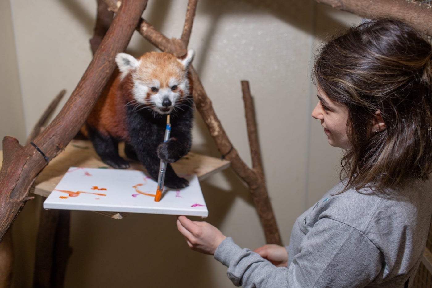 Our female red panda, Asa, paints with animal keeper Mariel
