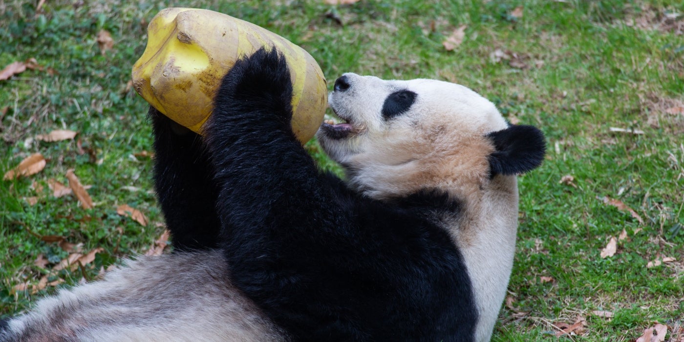 Mei Xiang gets a little help from gravity with her enrichment!