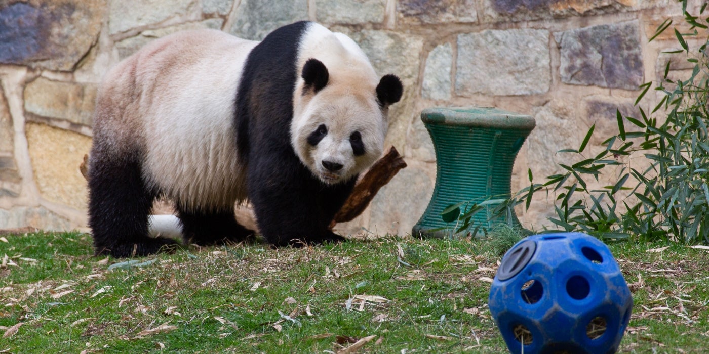 Male giant panda Tian Tian with a spool toy (background) and a nose-it puzzle feeder (foreground). 