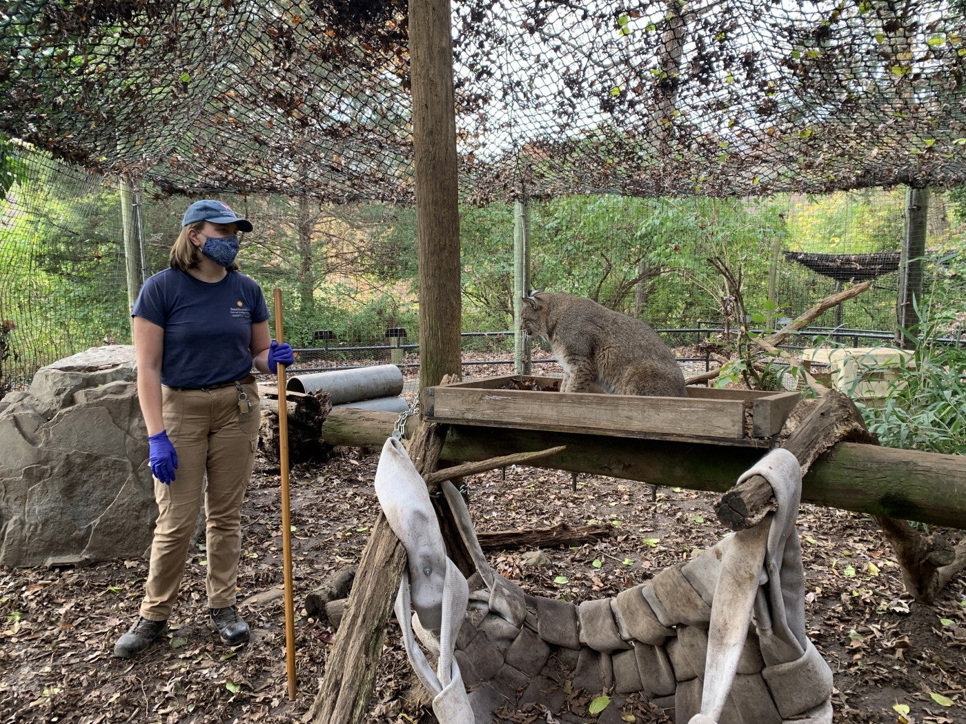 Keeper Katy Juliano stands near one of the Zoo's bobcats in their behind the scenes, outdoor exhibit.