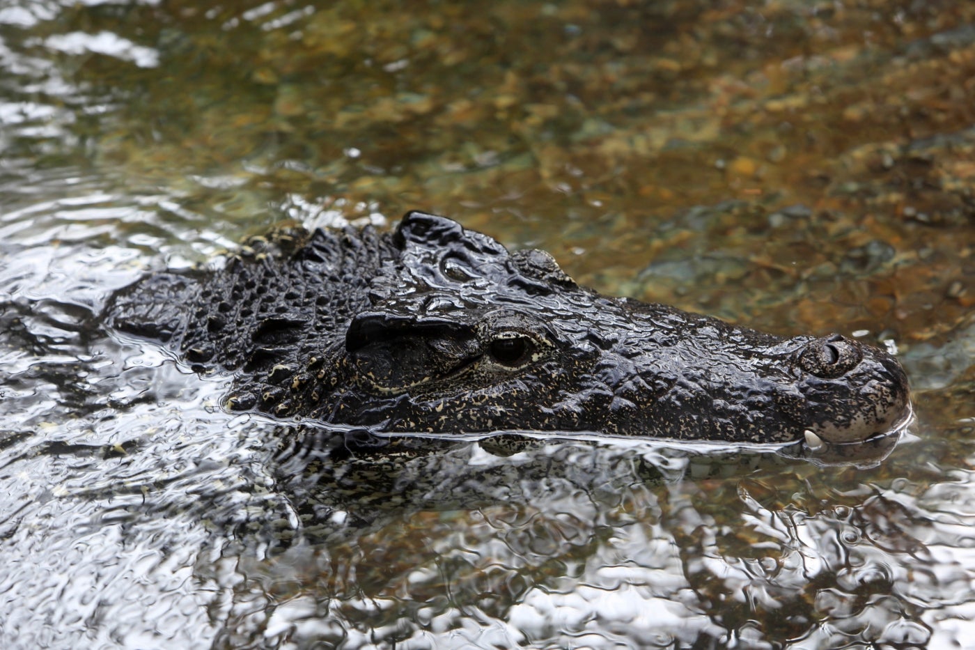 Cuban Crocodile Jefe in the water