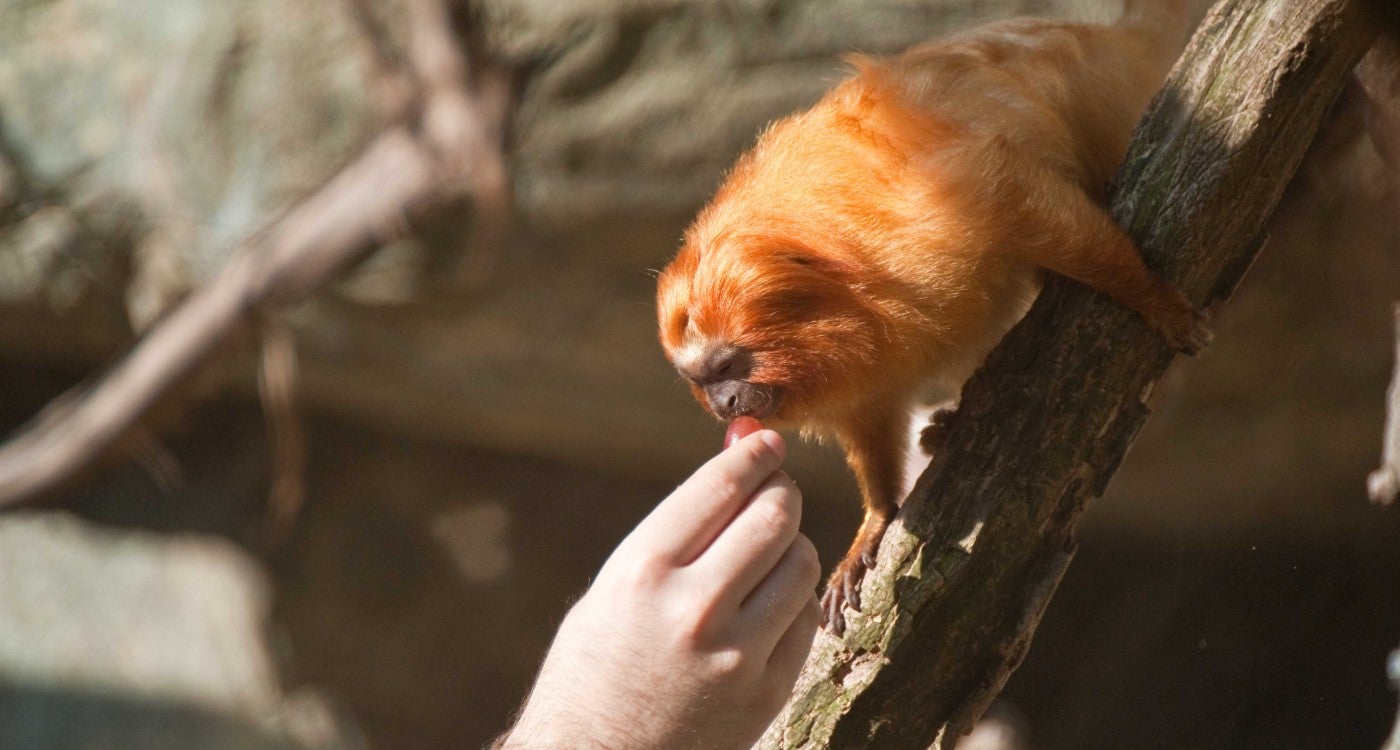 A golden lion tamarin takes a grape out of a keeper's hand with it's mouth. The tamarin is crouched on a branch that is cutting diagonally through the right side of the frame.