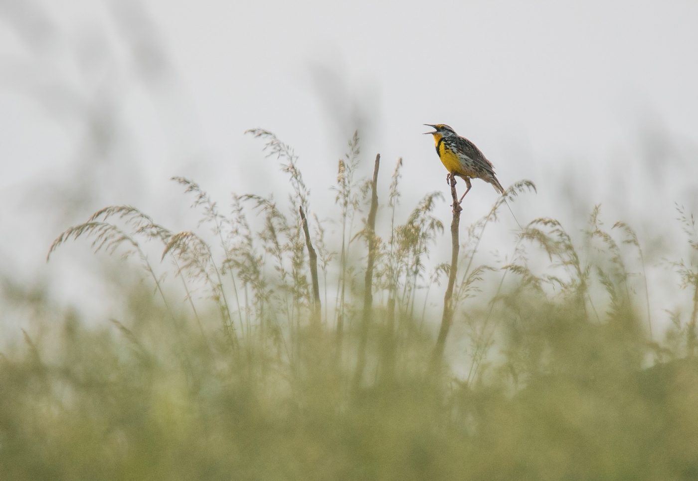 Eastern meadowlark in Virginia. 