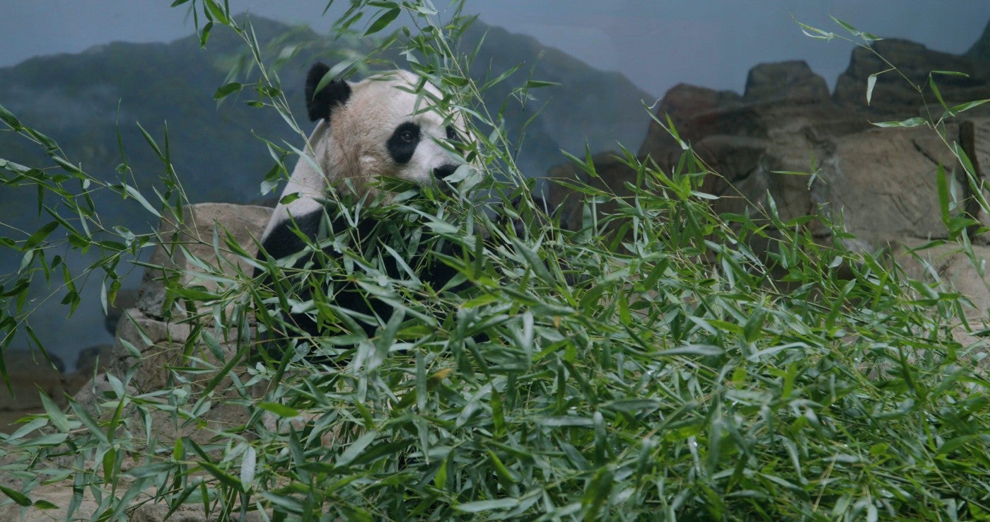 Giant panda Mei Xiang eats bamboo. 