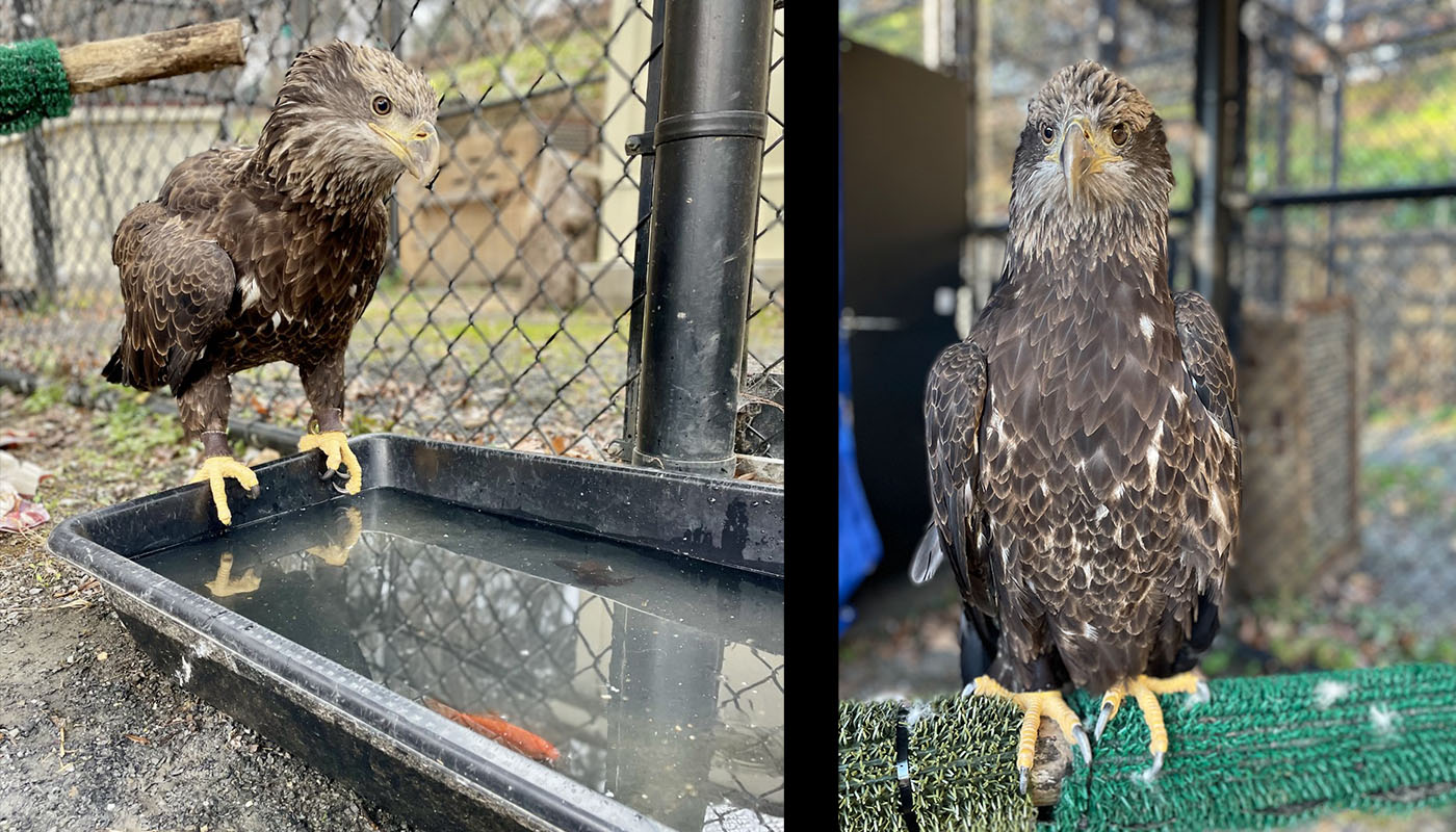 New at the Zoo: Bald Eagle Acadia | Smithsonian's National Zoo and