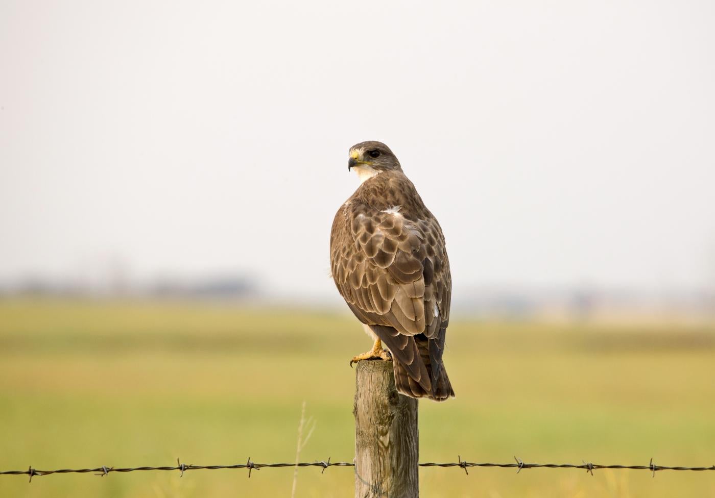 A large hawk with broad wings and a short tail, called a Swainson's hawk, perched on a wooden fence post in an open field