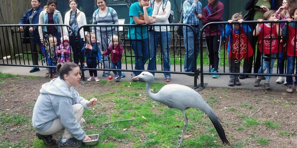 Animal keeper kneels in front of a blue crane during a demonstration and a group of people watch from beyond a fence line