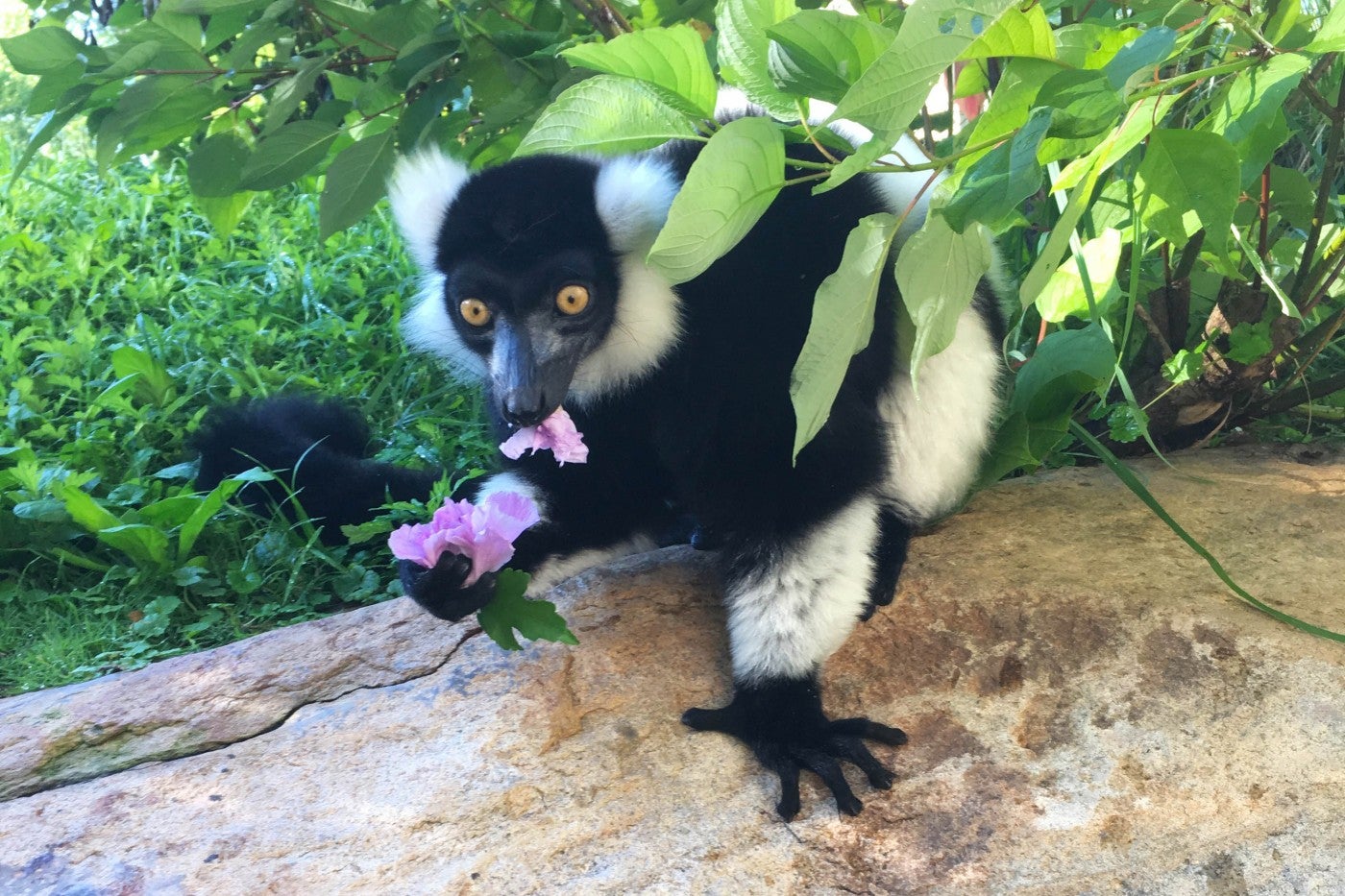 Black-and-white ruffed lemur Aloke sits atop a log eating a pink hibiscus flower.