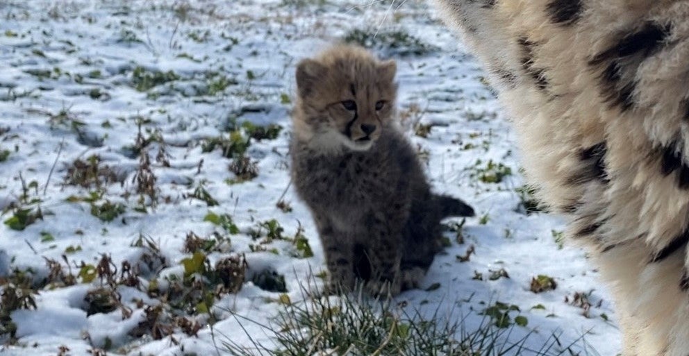 A male 3-month-old cheetah cub sits outside on snow-covered grass. His mother appears to be standing in front of him, because a the upper corner on the photo shows her fur and the cub is looking in that direction.