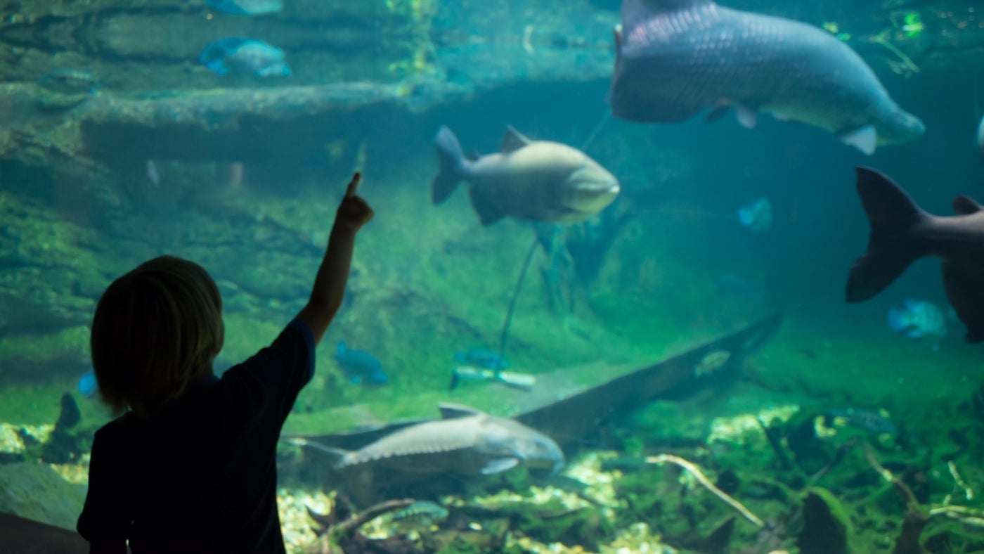 A silhouette of a child standing in front of a large aquarium and pointing at the fish swimming by.